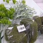 54731051_2568283726533677_9027167979334270976_n