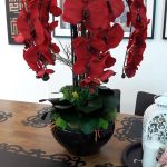 55563350_2568283643200352_5278798373409783808_n