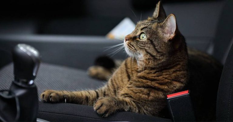 Tip Pulang Ke Kampung Bersama Kucing Agar Perjalanan Tenang & Lancar