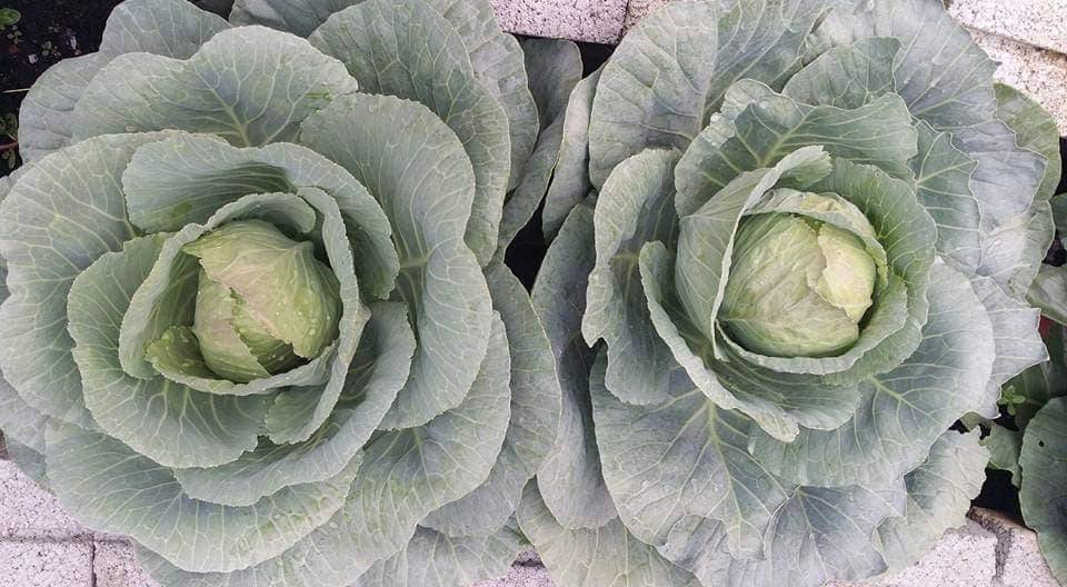 Setiap Tahun Tanam KOBIS, Jadi Hiasan Landskap Cantik Depan Rumah! 10 Setiap Tahun Tanam KOBIS, Jadi Hiasan Landskap Cantik Depan Rumah!