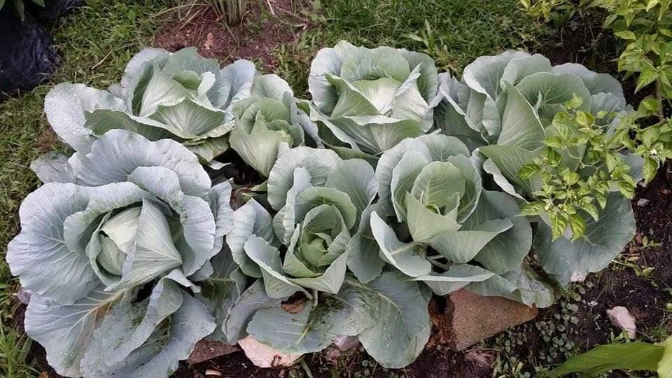 Setiap Tahun Tanam KOBIS, Jadi Hiasan Landskap Cantik Depan Rumah! 9 Setiap Tahun Tanam KOBIS, Jadi Hiasan Landskap Cantik Depan Rumah!