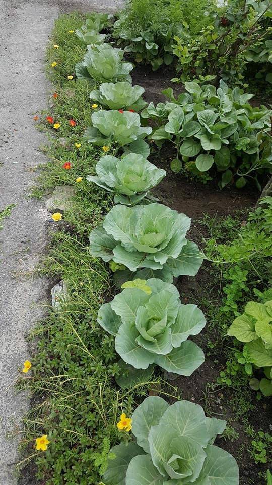 Setiap Tahun Tanam KOBIS, Jadi Hiasan Landskap Cantik Depan Rumah! 7 Setiap Tahun Tanam KOBIS, Jadi Hiasan Landskap Cantik Depan Rumah!