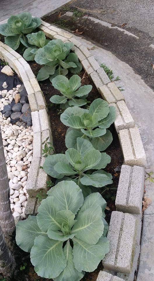 Setiap Tahun Tanam KOBIS, Jadi Hiasan Landskap Cantik Depan Rumah! 8 Setiap Tahun Tanam KOBIS, Jadi Hiasan Landskap Cantik Depan Rumah!