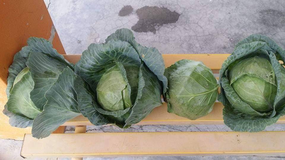 Setiap Tahun Tanam KOBIS, Jadi Hiasan Landskap Cantik Depan Rumah! 11 Setiap Tahun Tanam KOBIS, Jadi Hiasan Landskap Cantik Depan Rumah!