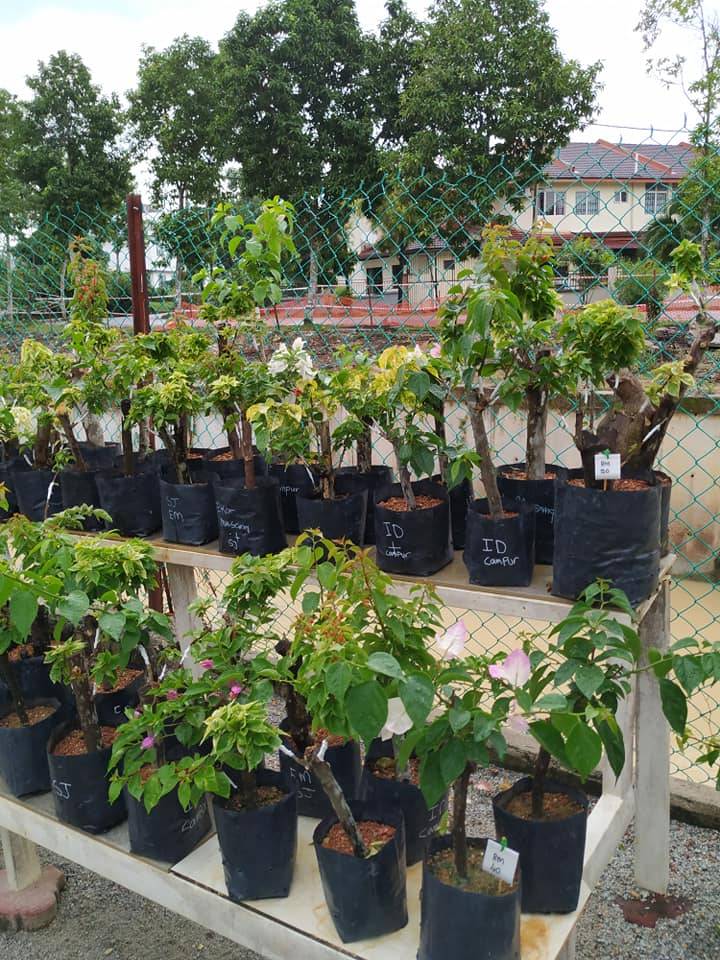 Buat Sendiri Pintu Gerbang BUNGA KERTAS Cantik Merimbun, Berseri Laman!