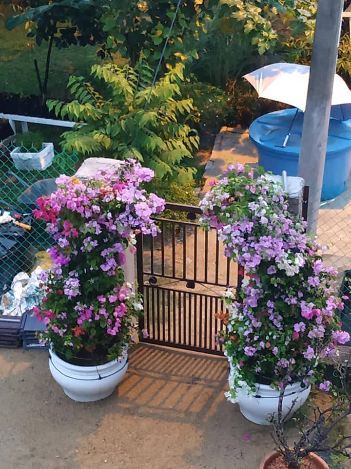 Buat Sendiri Pintu Gerbang BUNGA KERTAS Cantik Merimbun, Berseri Laman!