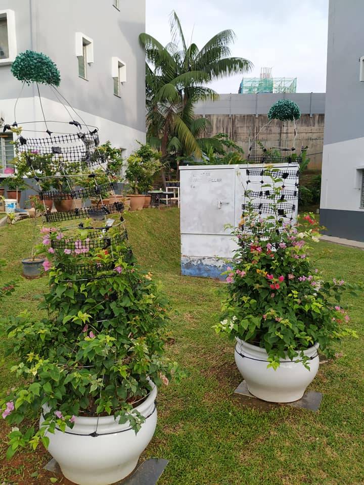 Buat Sendiri Pintu Gerbang BUNGA KERTAS Cantik Merimbun, Berseri Laman!