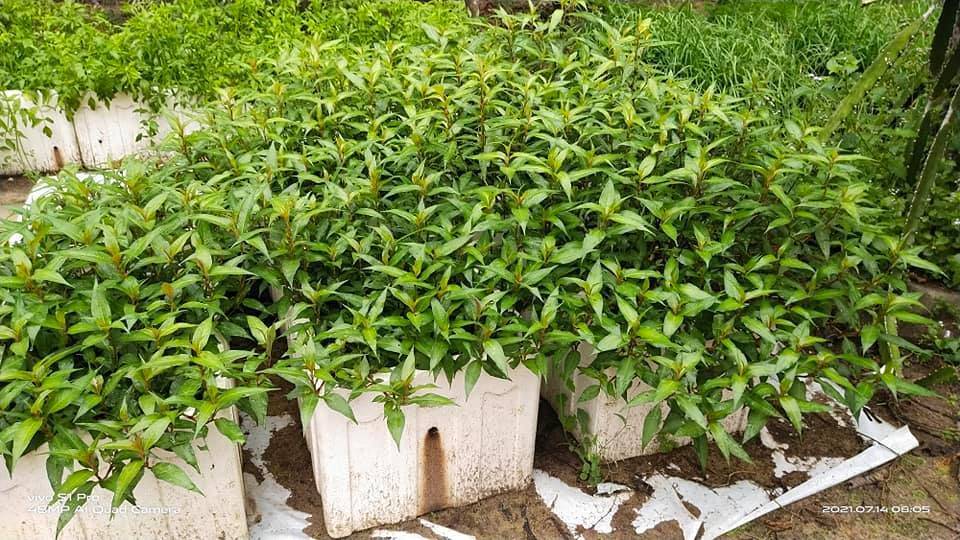 Pokok KESUM Tumbuh Subur Merimbun, Kena Kerat Selalu Biar Bertunas Baru!