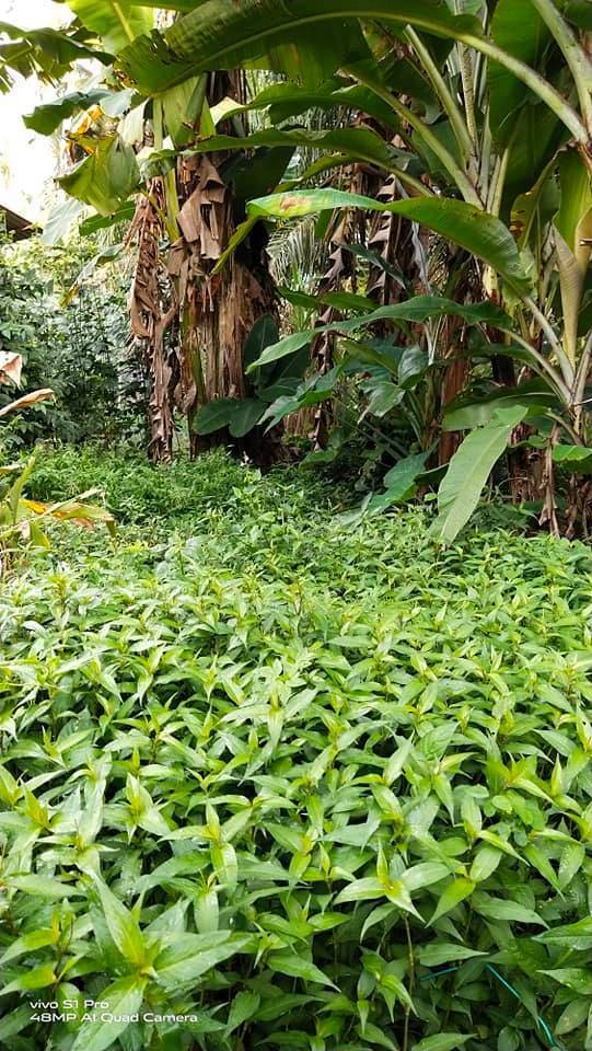 Pokok KESUM Tumbuh Subur Merimbun, Kena Kerat Selalu Biar Bertunas Baru!
