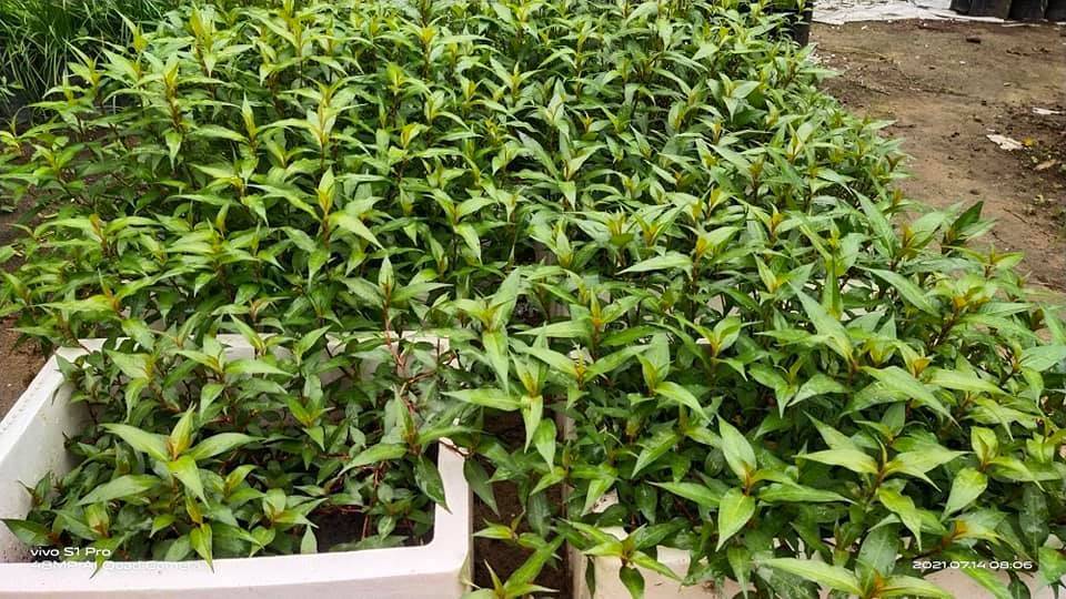 Pokok KESUM Tumbuh Subur Merimbun, Kena Kerat Selalu Biar Bertunas Baru!