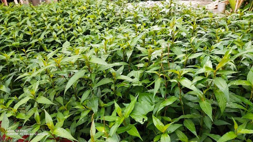 Pokok KESUM Tumbuh Subur Merimbun, Kena Kerat Selalu Biar Bertunas Baru!