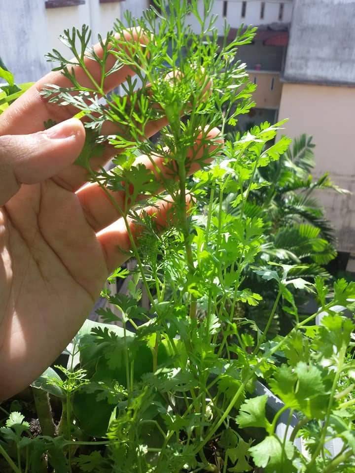 Pertama Kali SEMAI Biji KETUMBAR Beli Timbang Kilo, Merimbun POKOK Sepasu 18 Pertama Kali SEMAI Biji KETUMBAR Beli Timbang Kilo, Merimbun POKOK Sepasu