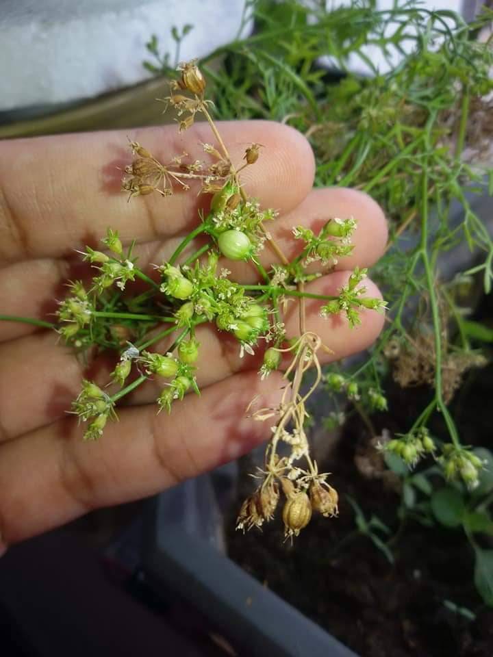 Pertama Kali SEMAI Biji KETUMBAR Beli Timbang Kilo, Merimbun POKOK Sepasu 21 Pertama Kali SEMAI Biji KETUMBAR Beli Timbang Kilo, Merimbun POKOK Sepasu