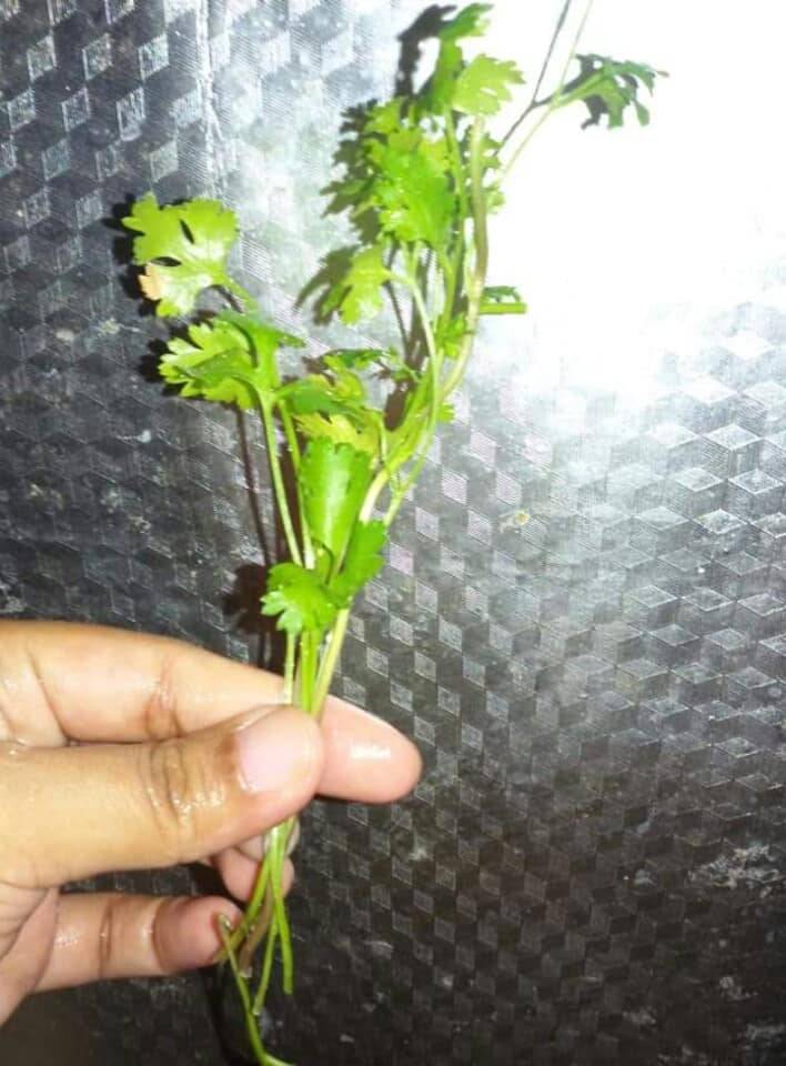 Pertama Kali SEMAI Biji KETUMBAR Beli Timbang Kilo, Merimbun POKOK Sepasu 19 Pertama Kali SEMAI Biji KETUMBAR Beli Timbang Kilo, Merimbun POKOK Sepasu