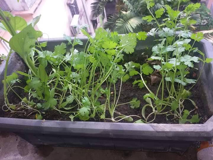 Pertama Kali SEMAI Biji KETUMBAR Beli Timbang Kilo, Merimbun POKOK Sepasu 17 Pertama Kali SEMAI Biji KETUMBAR Beli Timbang Kilo, Merimbun POKOK Sepasu