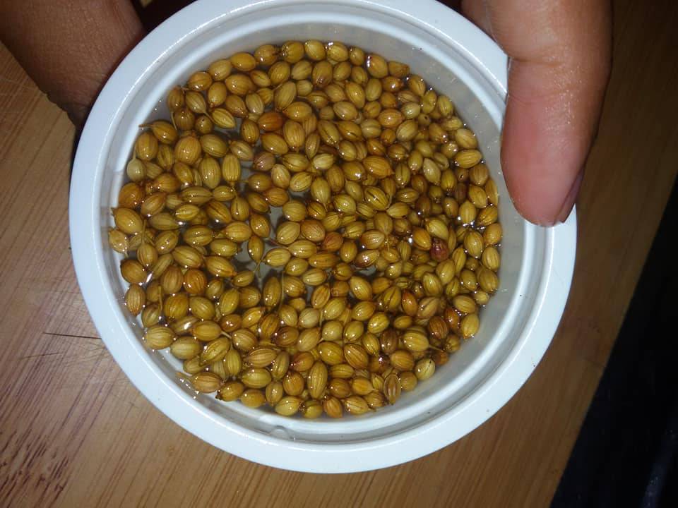 Pertama Kali SEMAI Biji KETUMBAR Beli Timbang Kilo, Merimbun POKOK Sepasu 14 Pertama Kali SEMAI Biji KETUMBAR Beli Timbang Kilo, Merimbun POKOK Sepasu