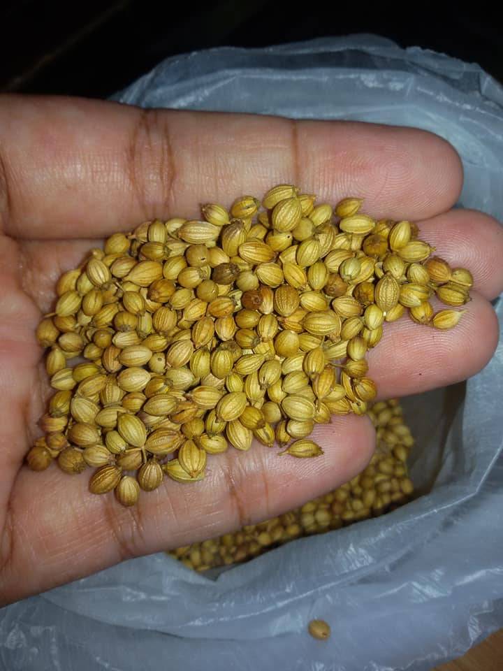 Pertama Kali SEMAI Biji KETUMBAR Beli Timbang Kilo, Merimbun POKOK Sepasu 13 Pertama Kali SEMAI Biji KETUMBAR Beli Timbang Kilo, Merimbun POKOK Sepasu