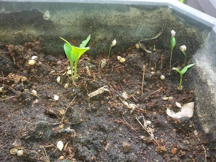 Pertama Kali SEMAI Biji KETUMBAR Beli Timbang Kilo, Merimbun POKOK Sepasu 16 Pertama Kali SEMAI Biji KETUMBAR Beli Timbang Kilo, Merimbun POKOK Sepasu