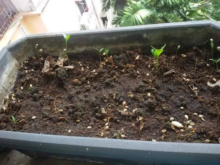 Pertama Kali SEMAI Biji KETUMBAR Beli Timbang Kilo, Merimbun POKOK Sepasu 15 Pertama Kali SEMAI Biji KETUMBAR Beli Timbang Kilo, Merimbun POKOK Sepasu