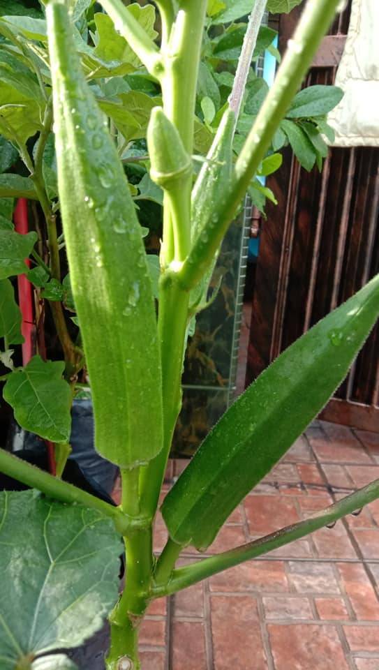 BENDI Berbuah Banyak Setiap Cabang, PENTING Apabila Petik, Buang Sekali Daunnya! 7 BENDI Berbuah Banyak Setiap Cabang, PENTING Apabila Petik, Buang Sekali Daunnya!