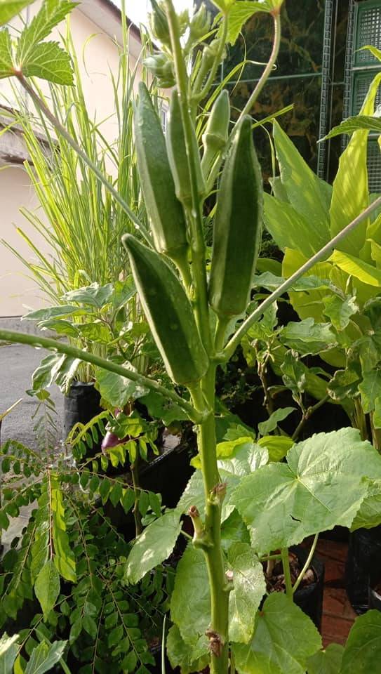 BENDI Berbuah Banyak Setiap Cabang, PENTING Apabila Petik, Buang Sekali Daunnya! 9 BENDI Berbuah Banyak Setiap Cabang, PENTING Apabila Petik, Buang Sekali Daunnya!