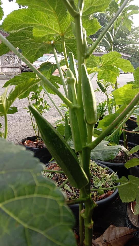 BENDI Berbuah Banyak Setiap Cabang, PENTING Apabila Petik, Buang Sekali Daunnya! 8 BENDI Berbuah Banyak Setiap Cabang, PENTING Apabila Petik, Buang Sekali Daunnya!