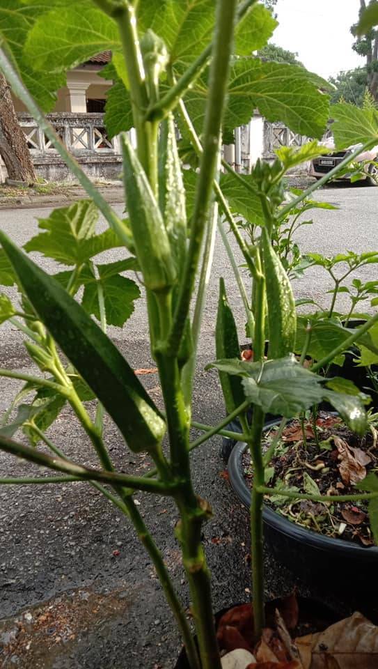 BENDI Berbuah Banyak Setiap Cabang, PENTING Apabila Petik, Buang Sekali Daunnya! 6 BENDI Berbuah Banyak Setiap Cabang, PENTING Apabila Petik, Buang Sekali Daunnya!