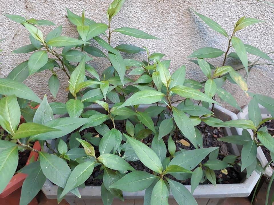 Siram BAJA ROTI SemingguK 3 ali, Tanaman Subur Bunga Makin Meriah!