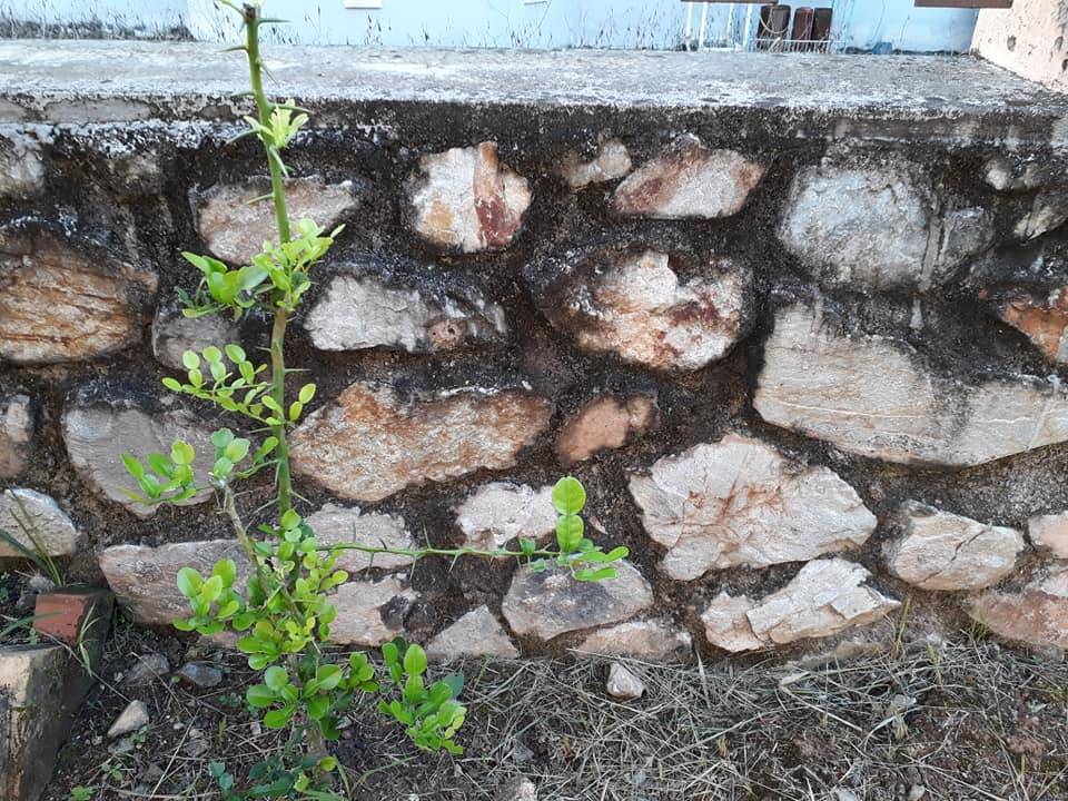 Siram BAJA ROTI SemingguK 3 ali, Tanaman Subur Bunga Makin Meriah!