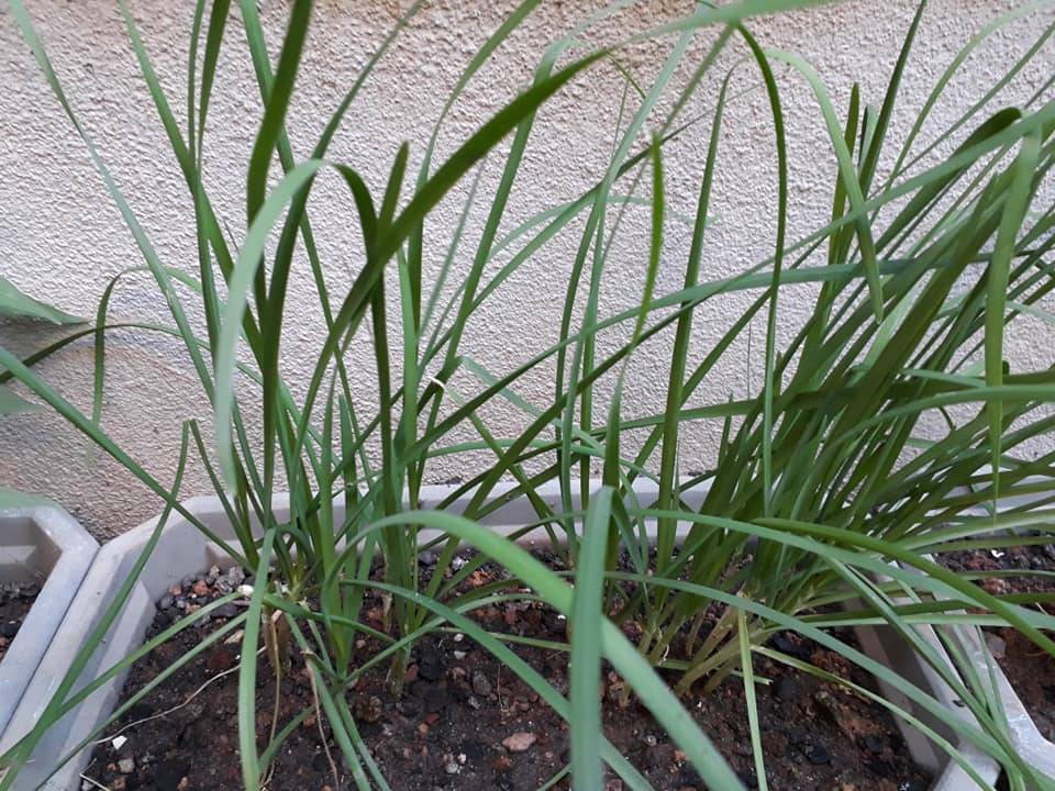 Siram BAJA ROTI SemingguK 3 ali, Tanaman Subur Bunga Makin Meriah!