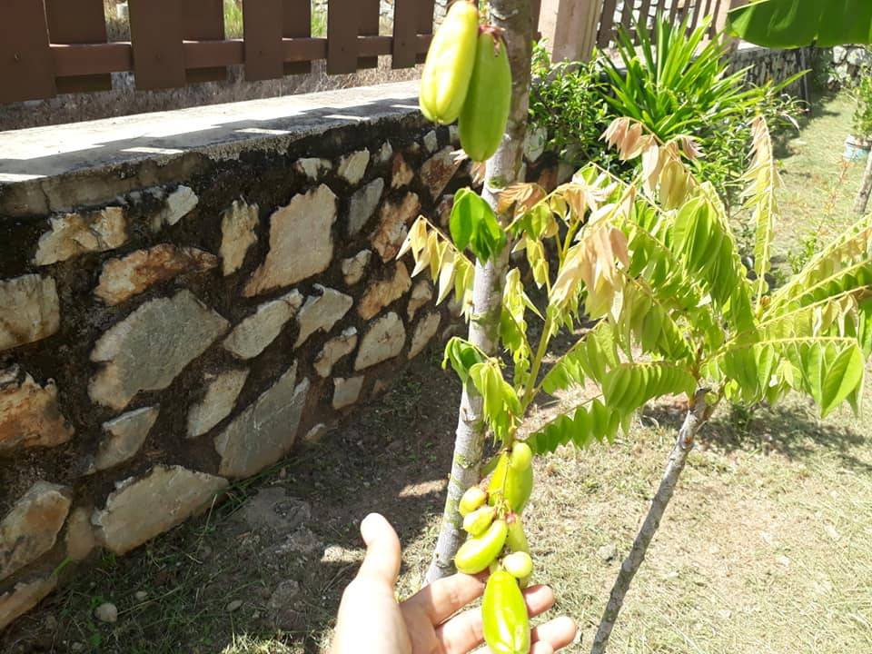 Siram BAJA ROTI SemingguK 3 ali, Tanaman Subur Bunga Makin Meriah!