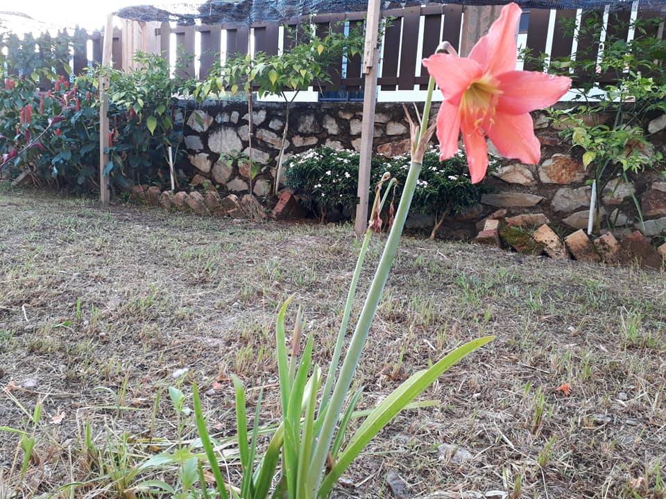 Siram BAJA ROTI SemingguK 3 ali, Tanaman Subur Bunga Makin Meriah!