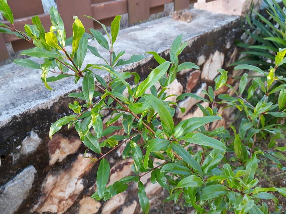 Siram BAJA ROTI SemingguK 3 ali, Tanaman Subur Bunga Makin Meriah!