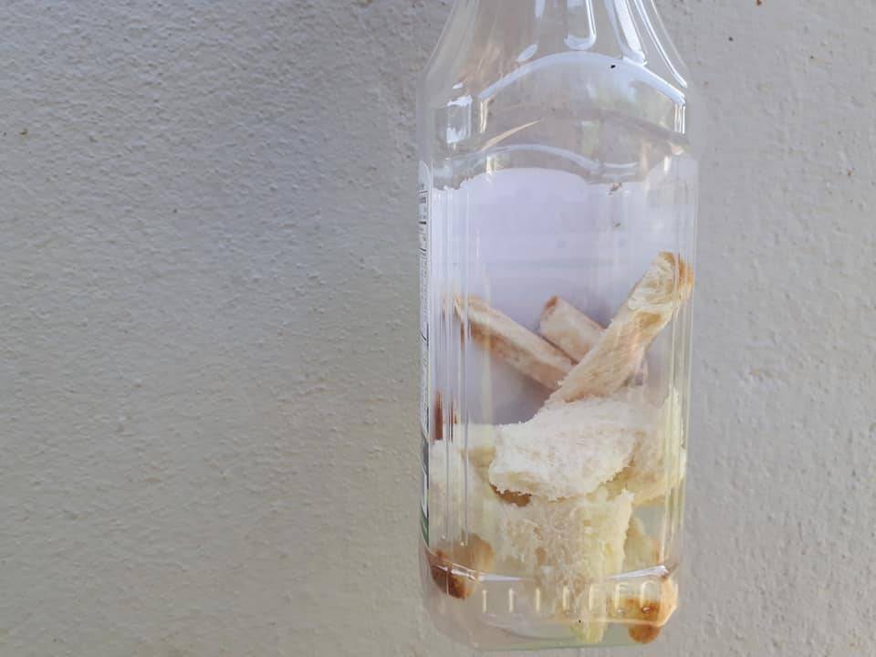 Siram BAJA ROTI SemingguK 3 ali, Tanaman Subur Bunga Makin Meriah!