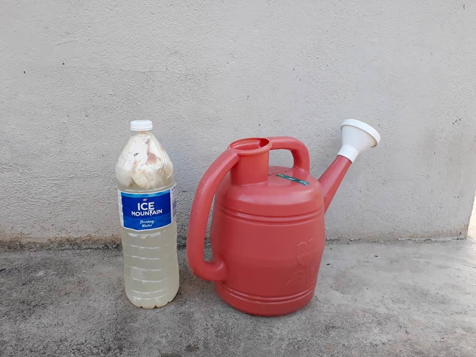 Siram BAJA ROTI SemingguK 3 ali, Tanaman Subur Bunga Makin Meriah!