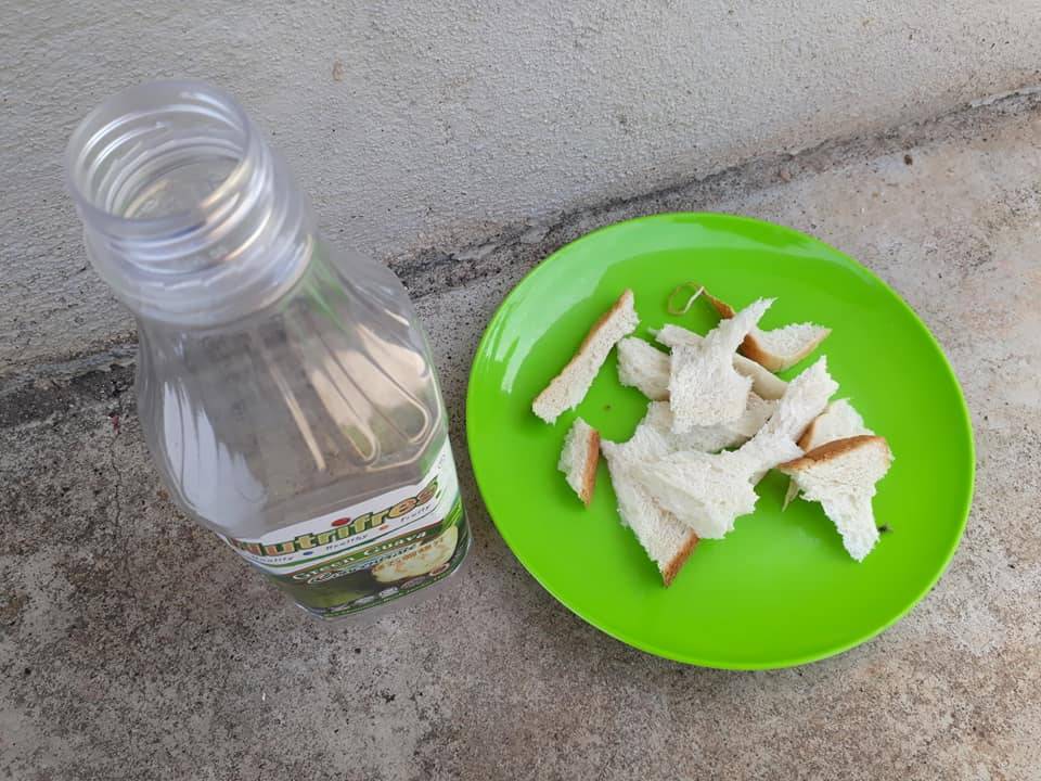 Siram BAJA ROTI SemingguK 3 ali, Tanaman Subur Bunga Makin Meriah!