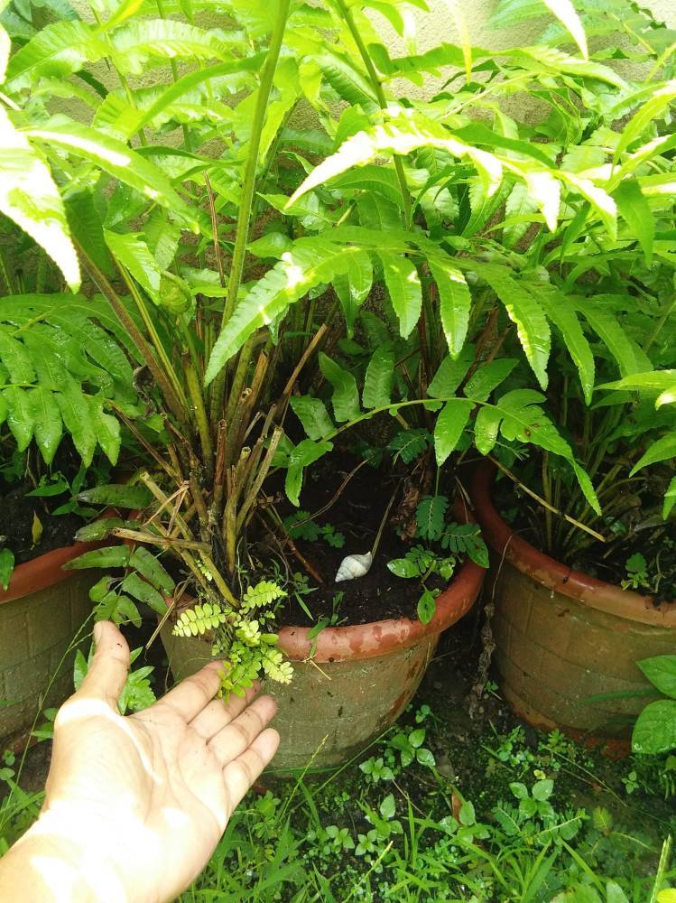 Cara Mudah Tanam PUCUK PAKU Dalam Pasu Tepi Rumah, Kutip Je Bila Perlu!