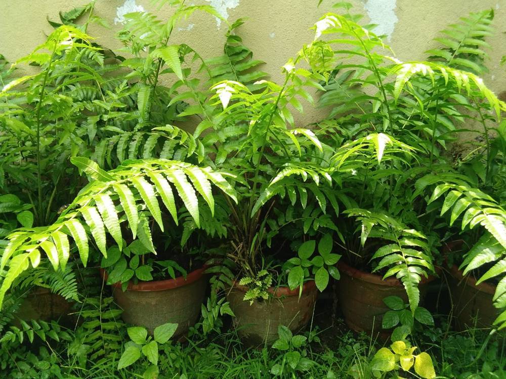 Cara Mudah Tanam PUCUK PAKU Dalam Pasu Tepi Rumah, Kutip Je Bila Perlu!