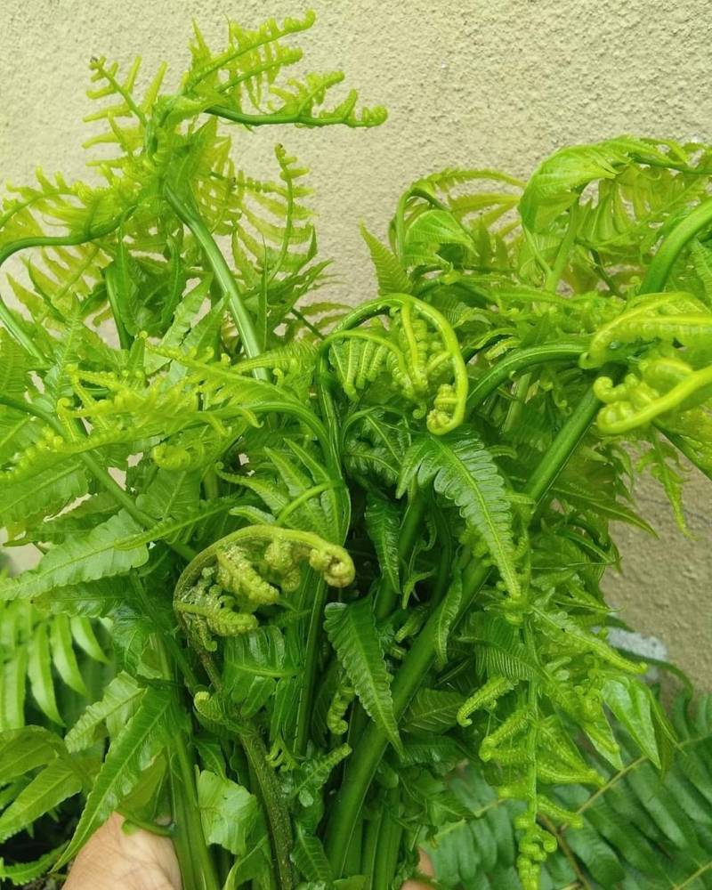 Cara Mudah Tanam PUCUK PAKU Dalam Pasu Tepi Rumah, Kutip Je Bila Perlu!