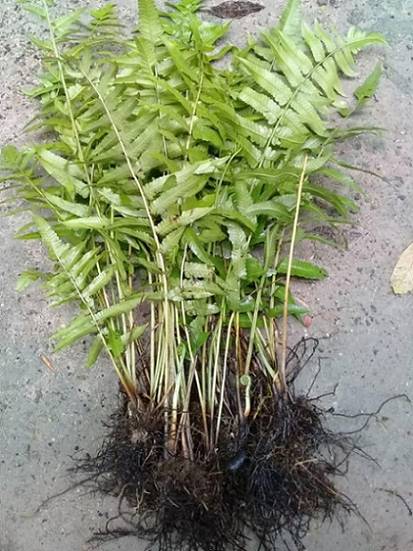 Cara Mudah Tanam PUCUK PAKU Dalam Pasu Tepi Rumah, Kutip Je Bila Perlu!