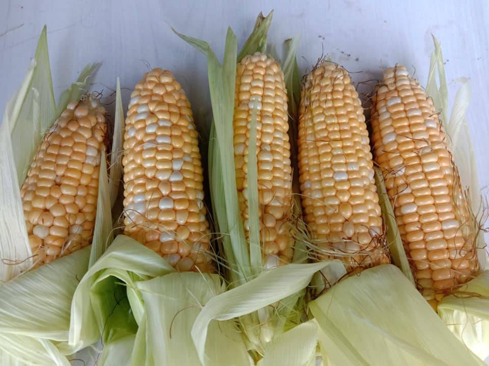 TIP PENTING Tanam JAGUNG Elok Cantik, Besar & Isi Penuh!