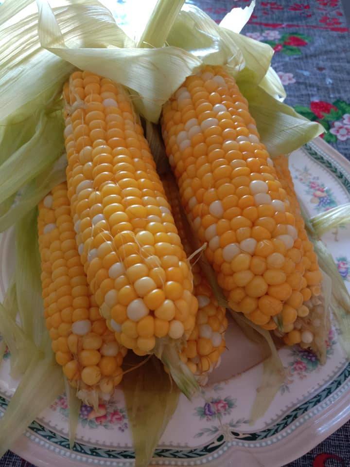 TIP PENTING Tanam JAGUNG Elok Cantik, Besar & Isi Penuh!