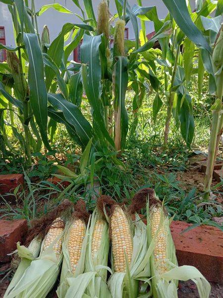 TIP PENTING Tanam JAGUNG Elok Cantik, Besar & Isi Penuh!