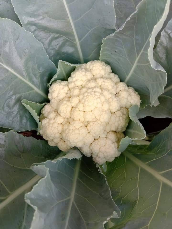 Tanam KOBIS BUNGA Lebih Cantik, Warna Putih Bersih,’Tutup’ Guna Daun!