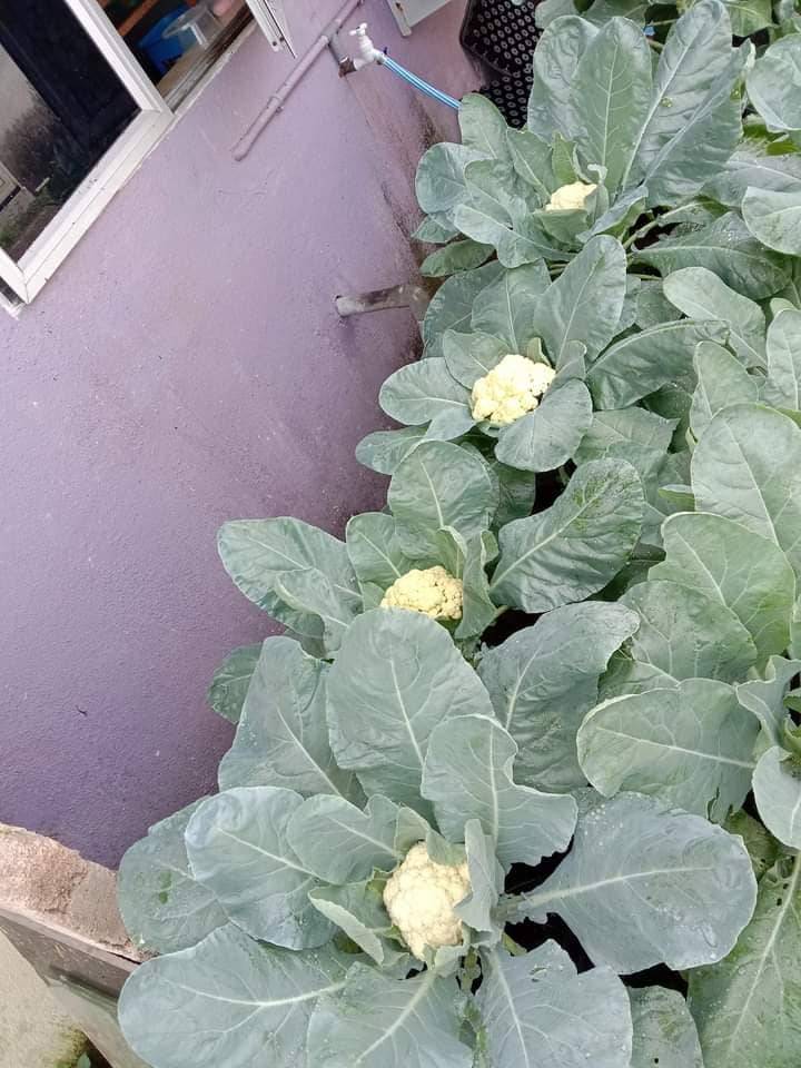 Tanam KOBIS BUNGA Lebih Cantik, Warna Putih Bersih,’Tutup’ Guna Daun!