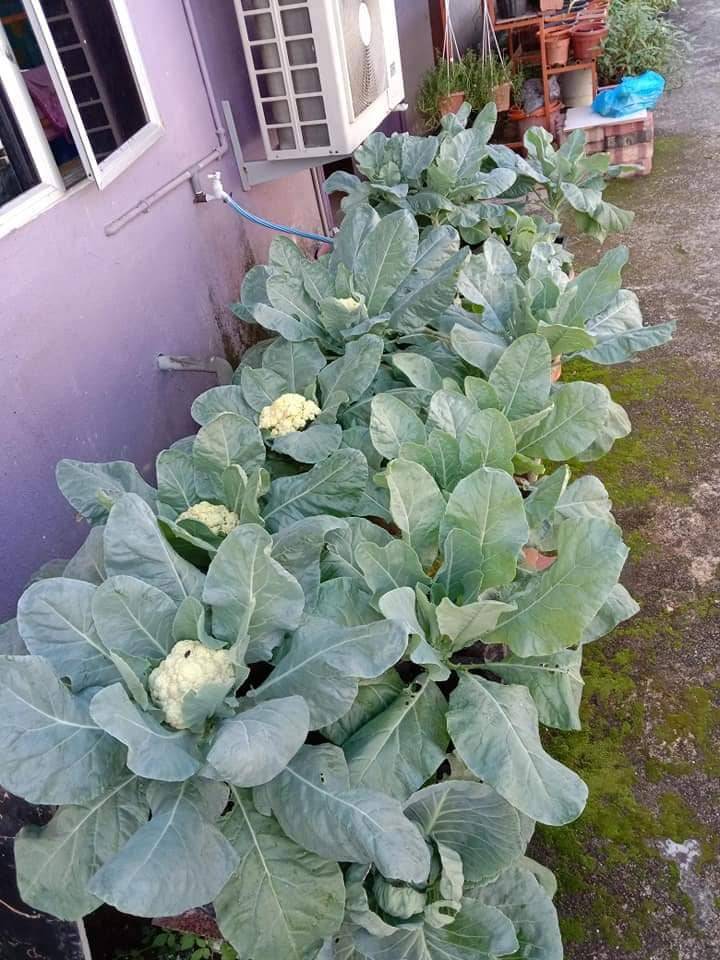 Tanam KOBIS BUNGA Lebih Cantik, Warna Putih Bersih,’Tutup’ Guna Daun!