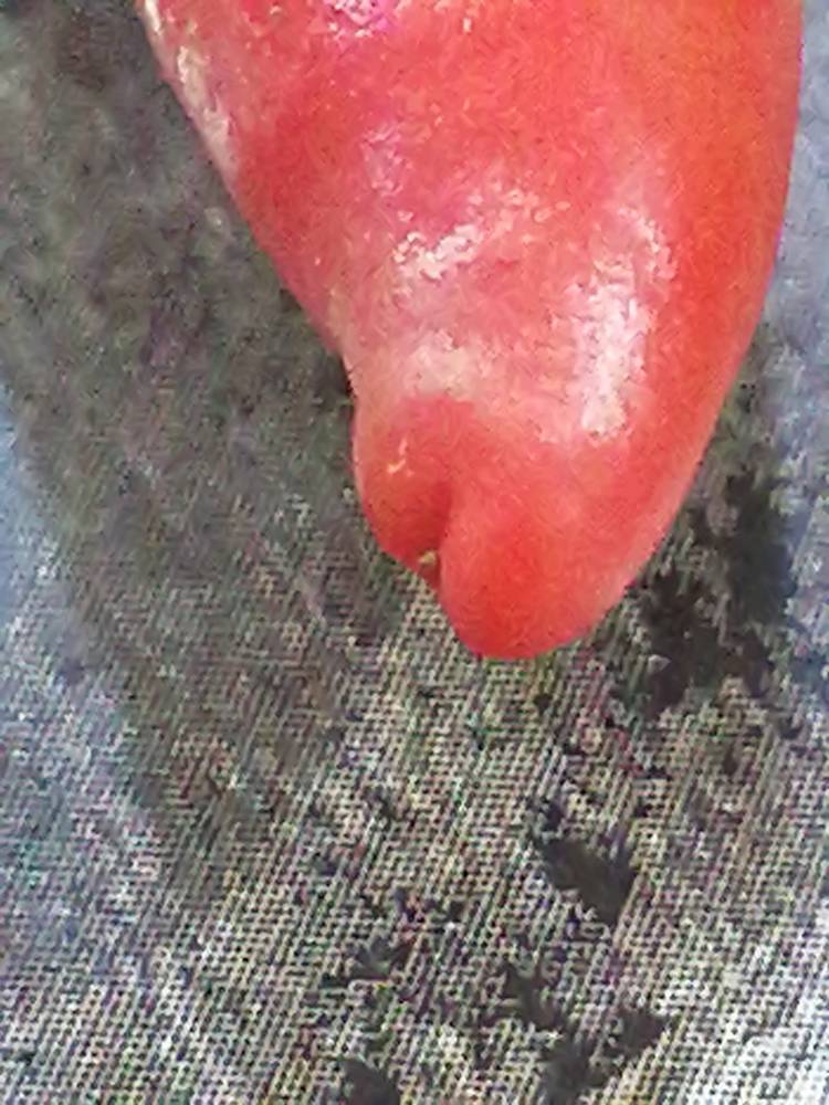 Semai Lada Merah SESUAI Dijadikan Benih Pokok, PILIH Yang Terbelah Hujungnya!