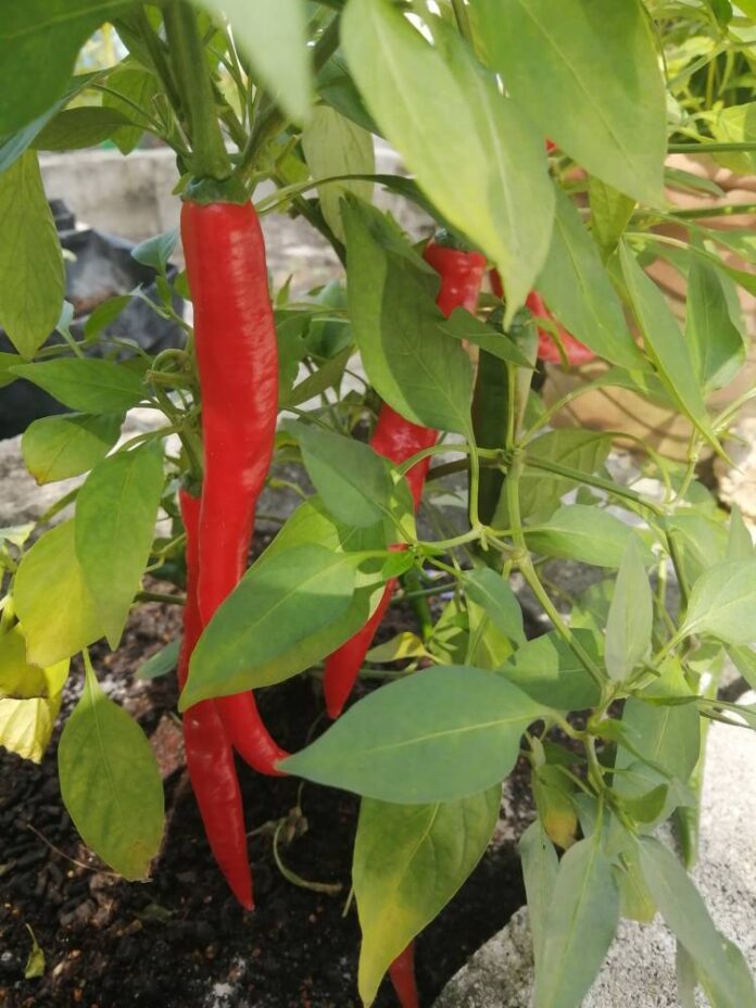 Lada Api Merah Semai Lada Merah SESUAI Dijadikan Benih Pokok, PILIH Yang Terbelah ...