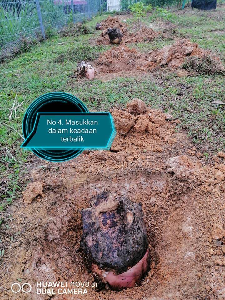 TANAM POKOK PISANG Kaedah Terbalik Banyakkan Anak Pokok, Berbuah Lebih Rendah!