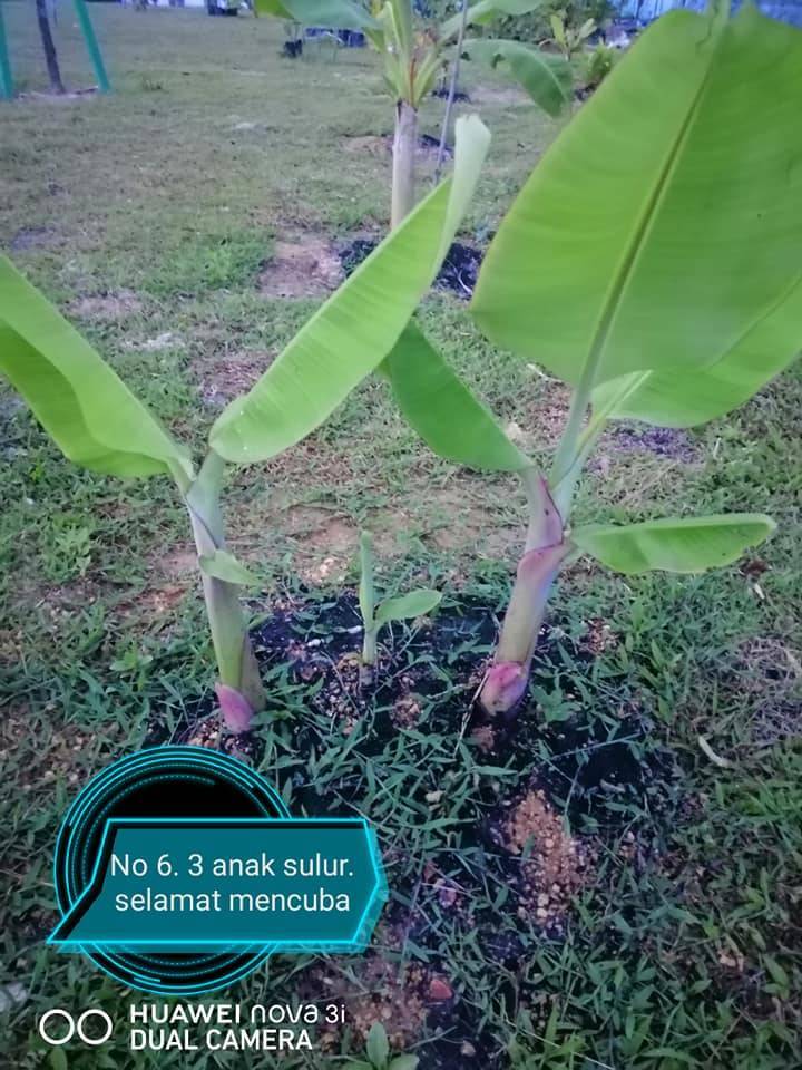 TANAM POKOK PISANG Kaedah Terbalik Banyakkan Anak Pokok, Berbuah Lebih Rendah!